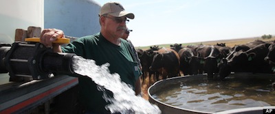 Drought impacts livestock and crops Illinois